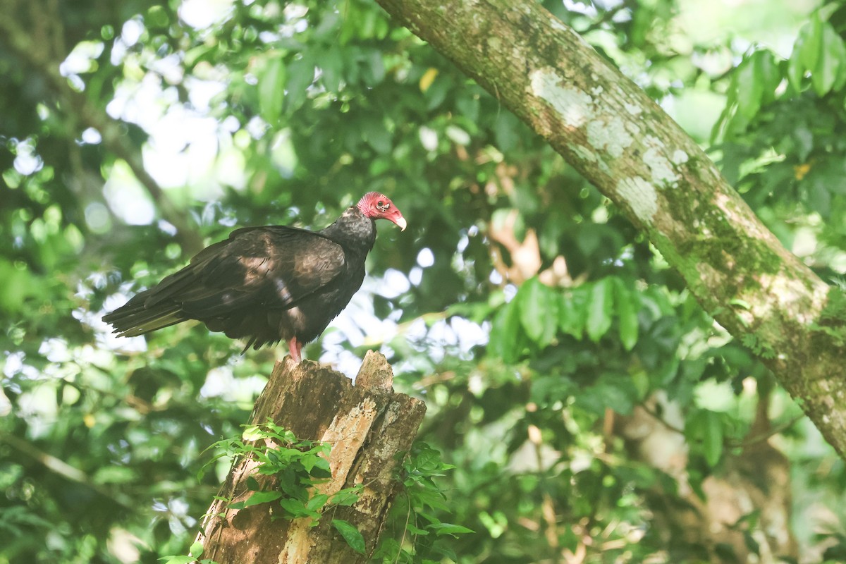 Turkey Vulture - ML619678068