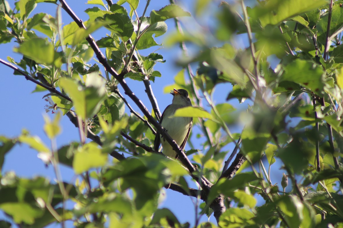 Willow Flycatcher - ML619678077