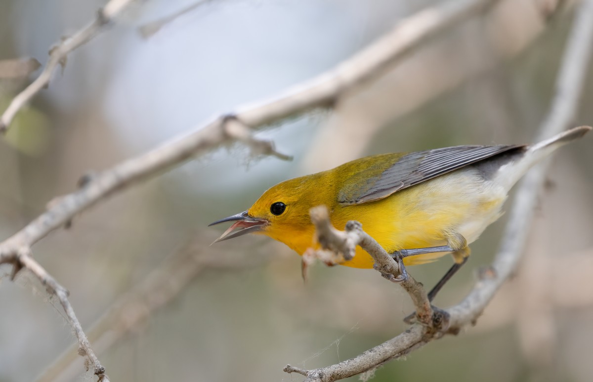 Prothonotary Warbler - ML619678126