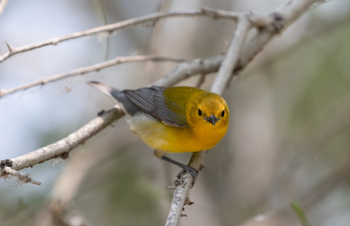 Prothonotary Warbler - Robert McMorran
