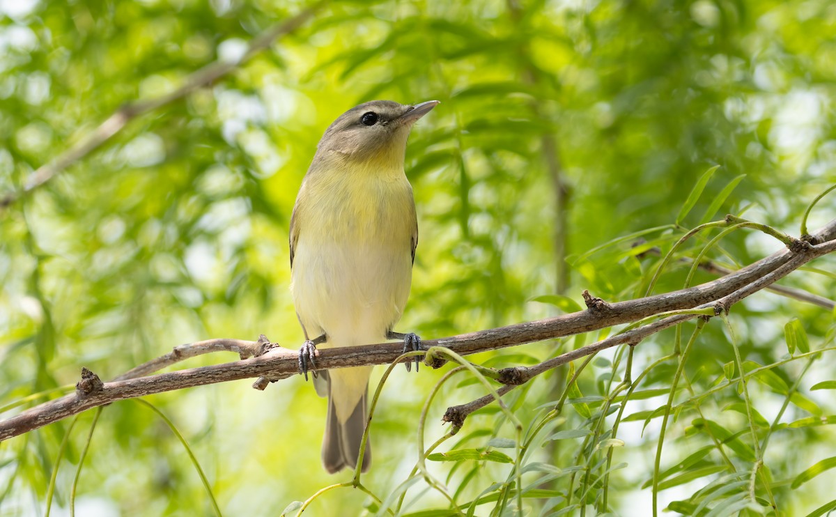 Philadelphia Vireo - Robert McMorran