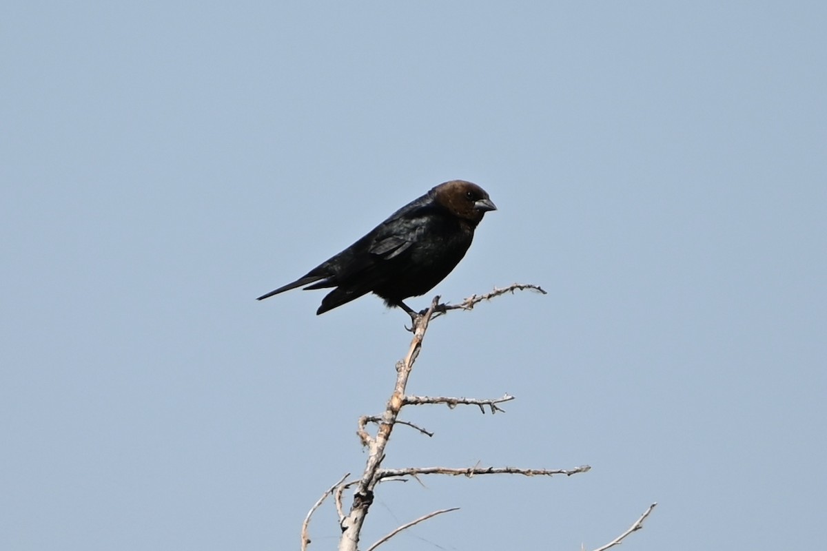 Brown-headed Cowbird - ML619678153