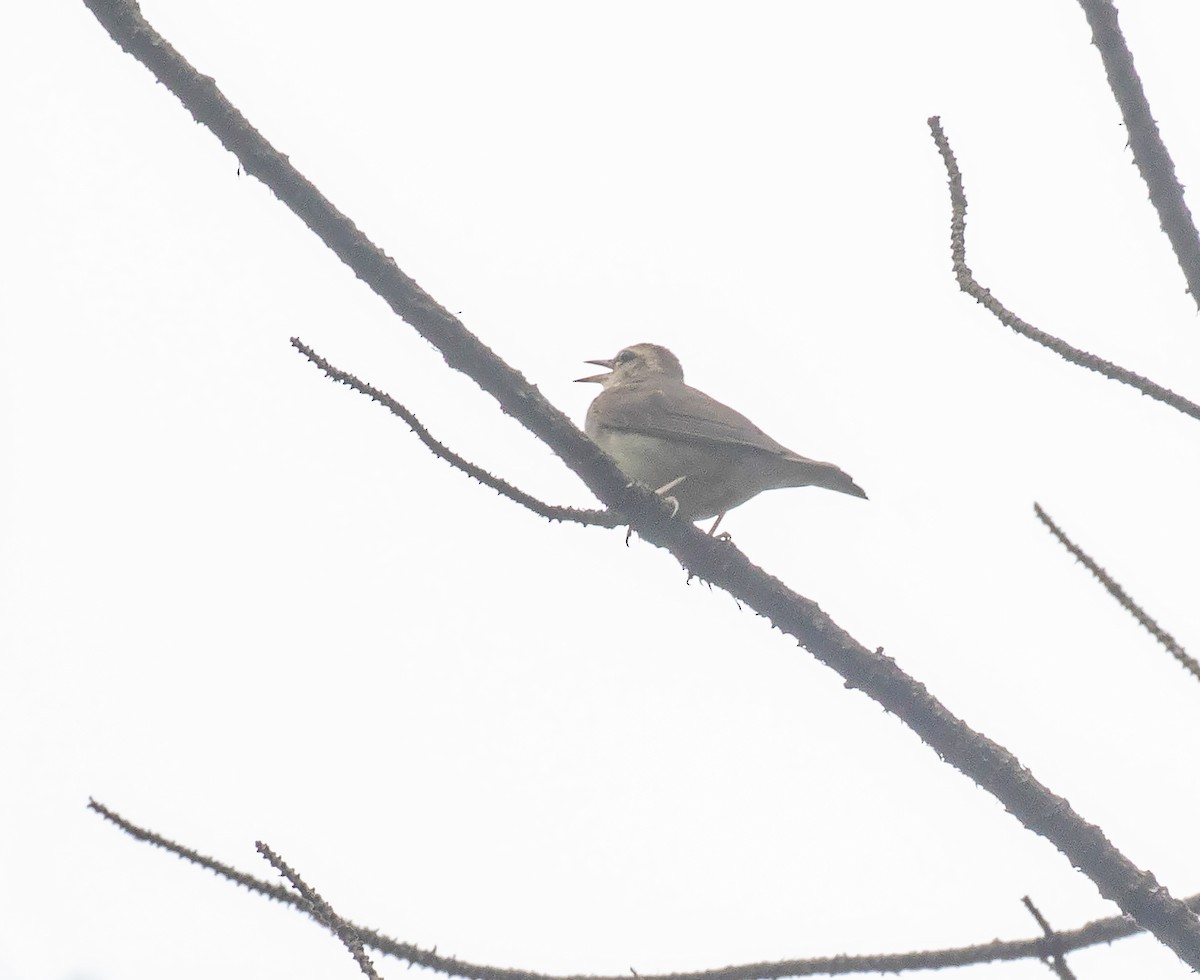 Swainson's Warbler - ML619678167