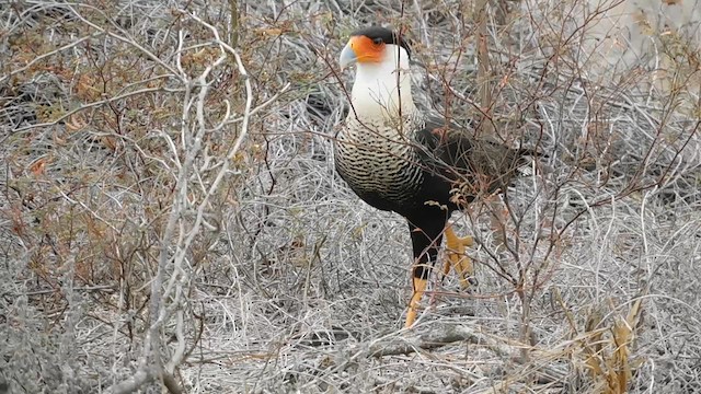 Caracara huppé (cheriway) - ML619678174