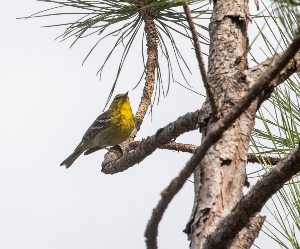 Pine Warbler - ML619678177