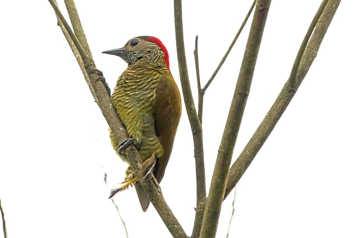 Golden-olive Woodpecker - ML619678183
