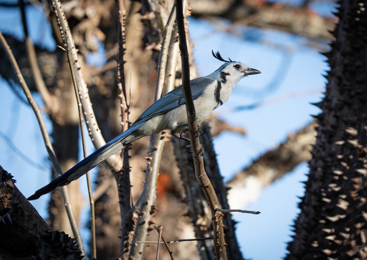 White-throated Magpie-Jay - ML619678197