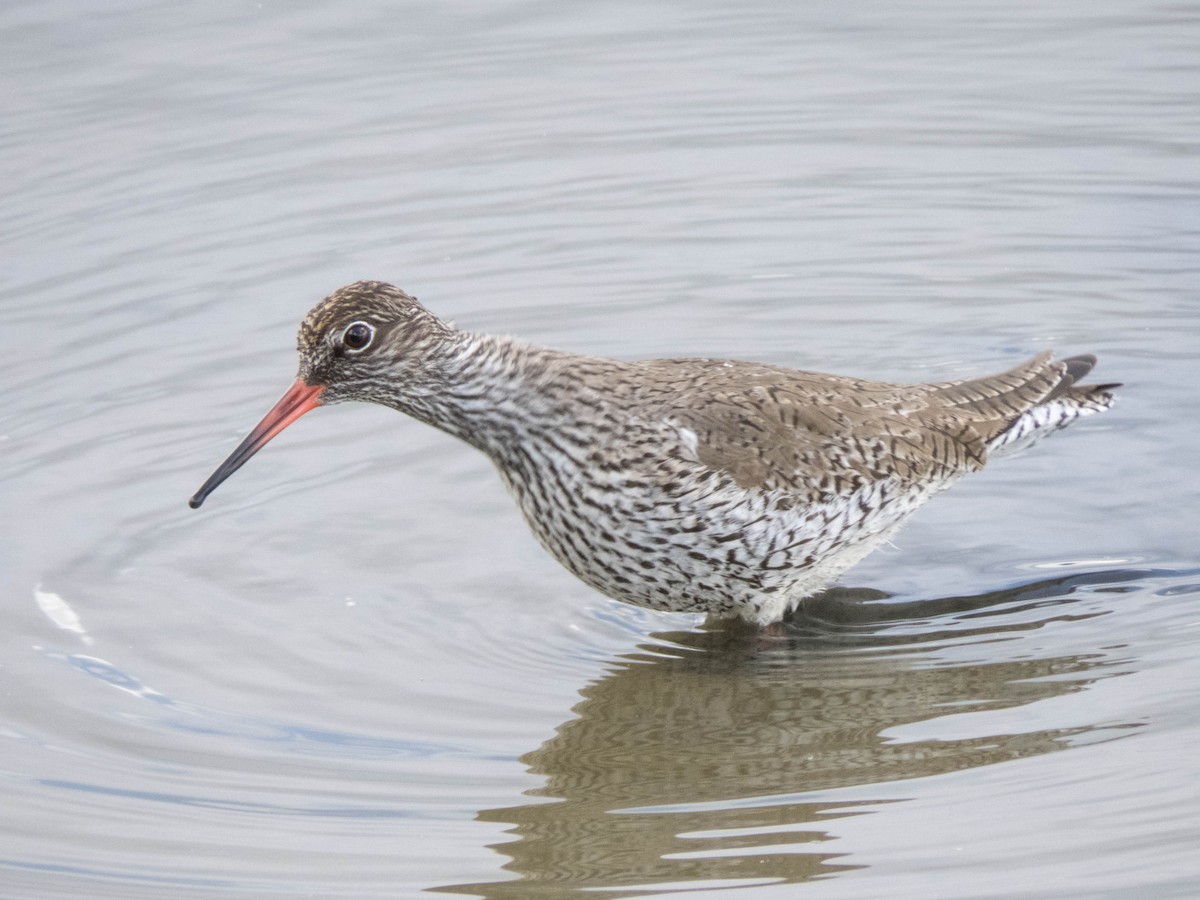 Common Redshank - ML619678199