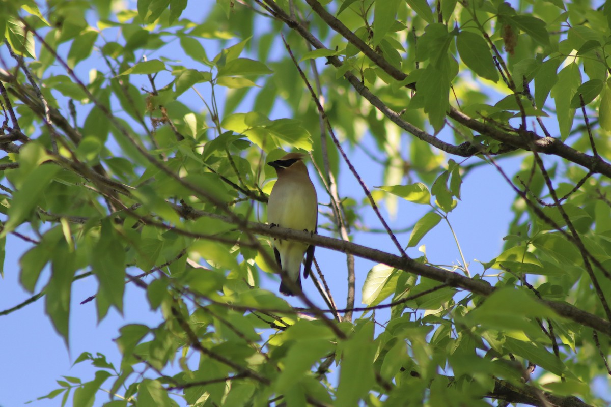 Cedar Waxwing - ML619678211