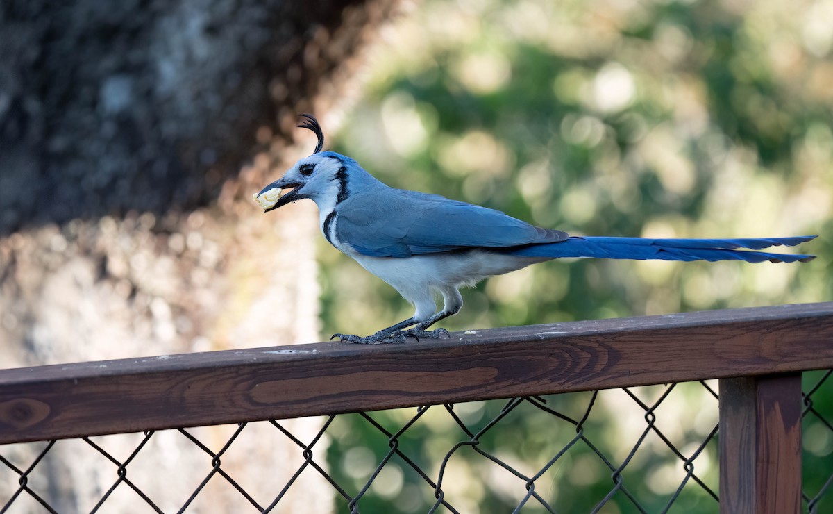 White-throated Magpie-Jay - ML619678222