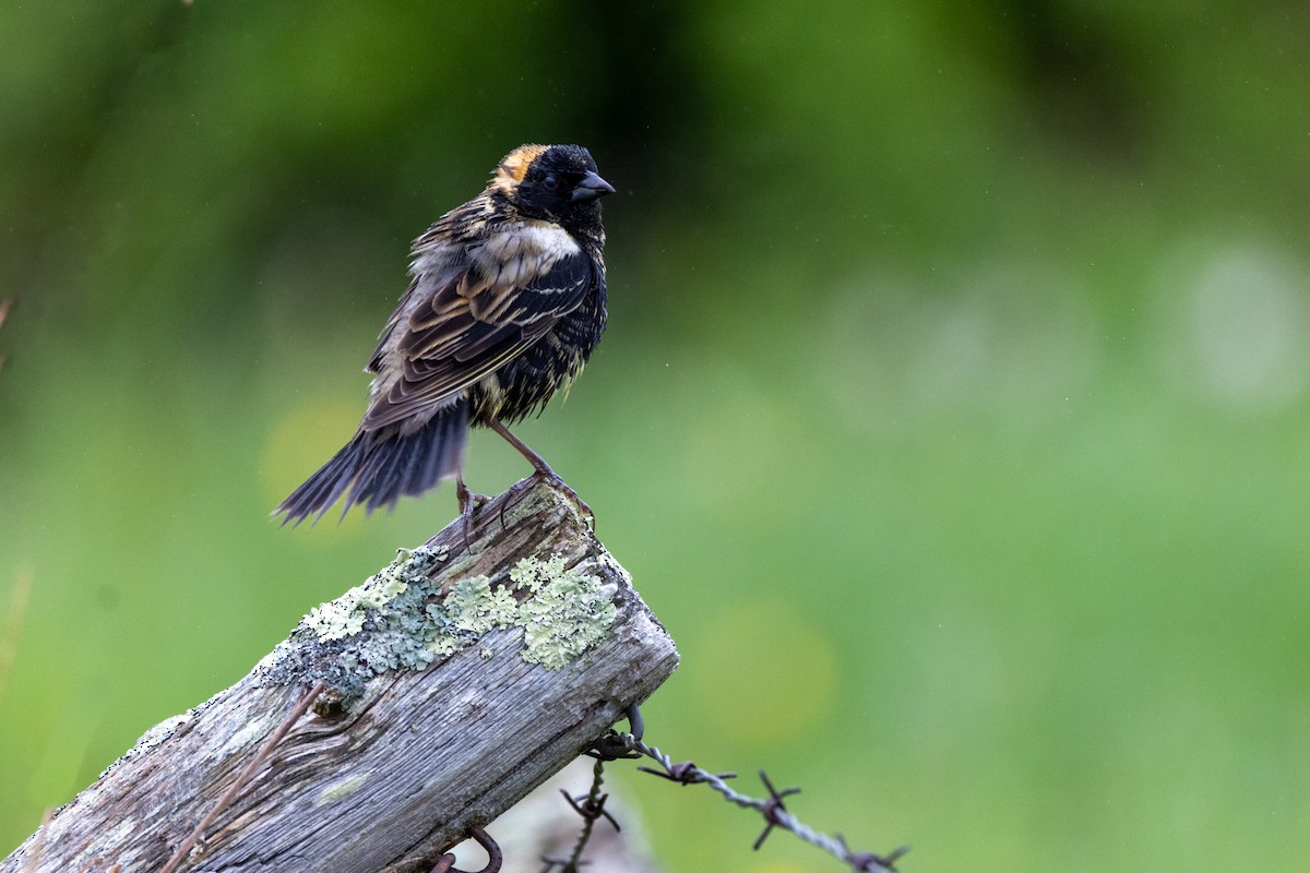 bobolink americký - ML619678227