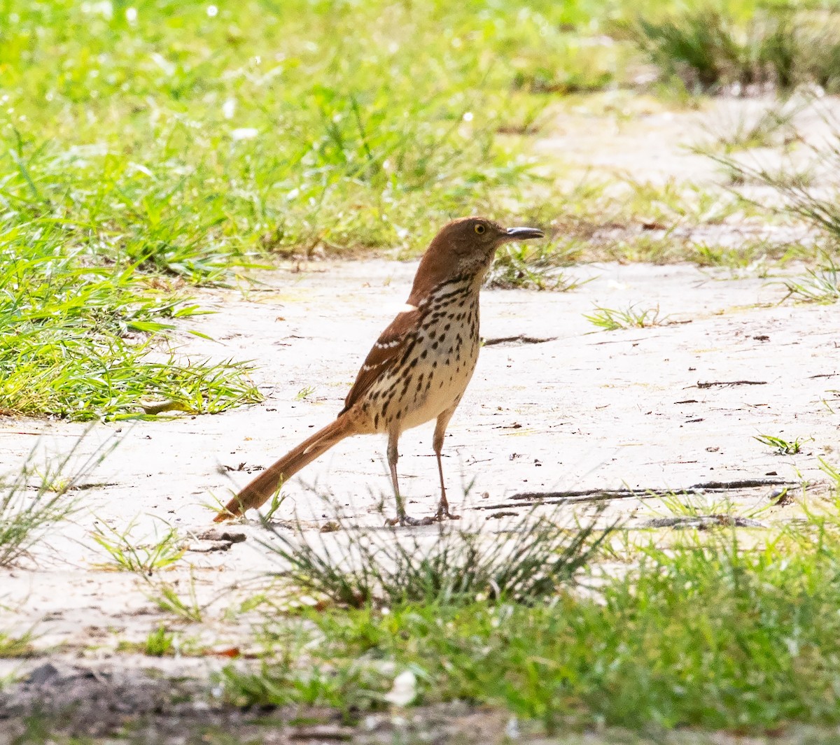 Brown Thrasher - ML619678237