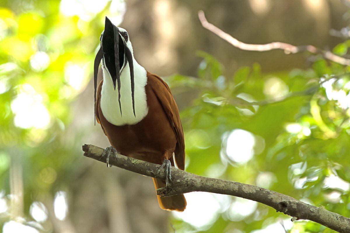 Three-wattled Bellbird - ML619678240