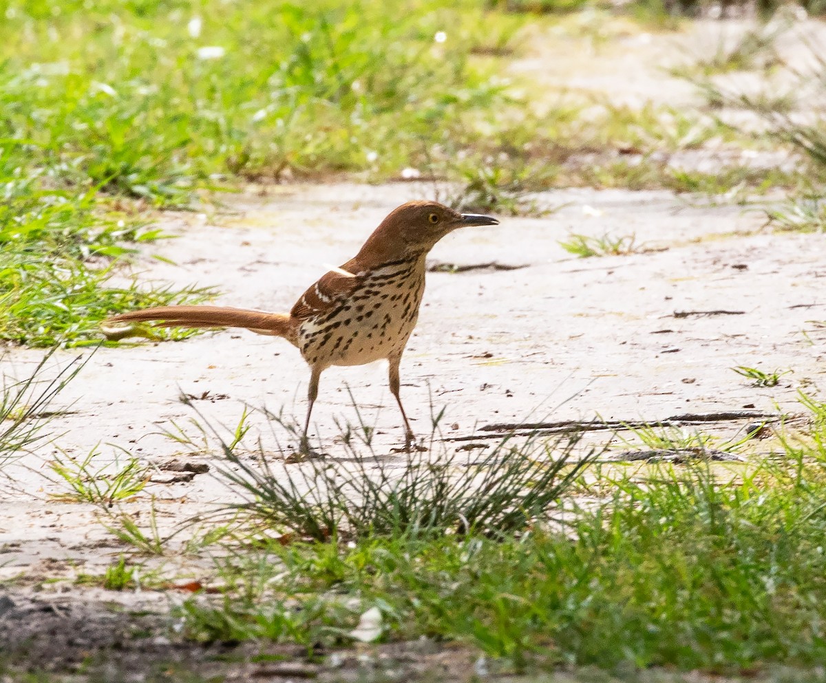 Brown Thrasher - William Price