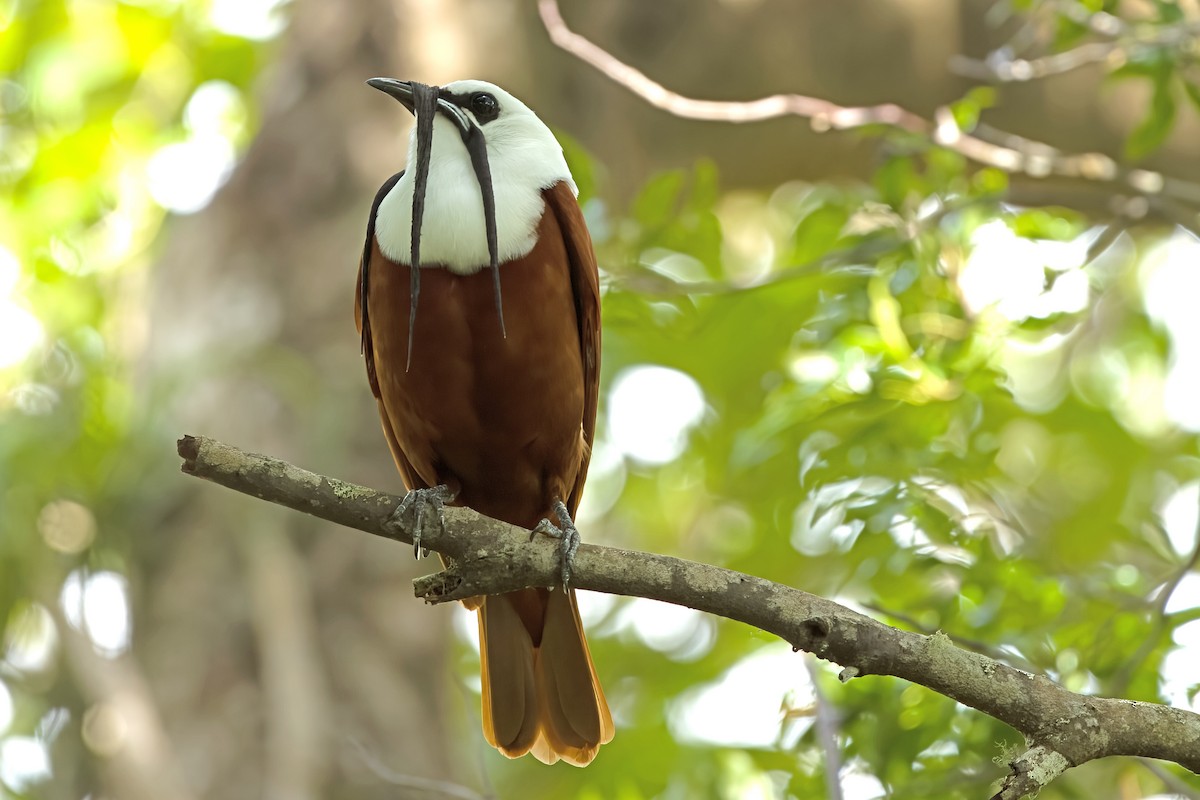 Three-wattled Bellbird - ML619678243