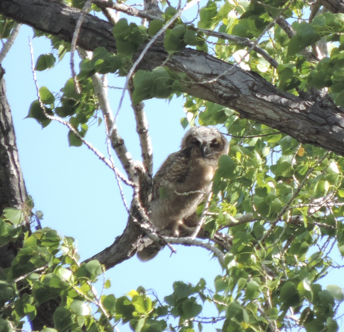 Great Horned Owl - ML619678252