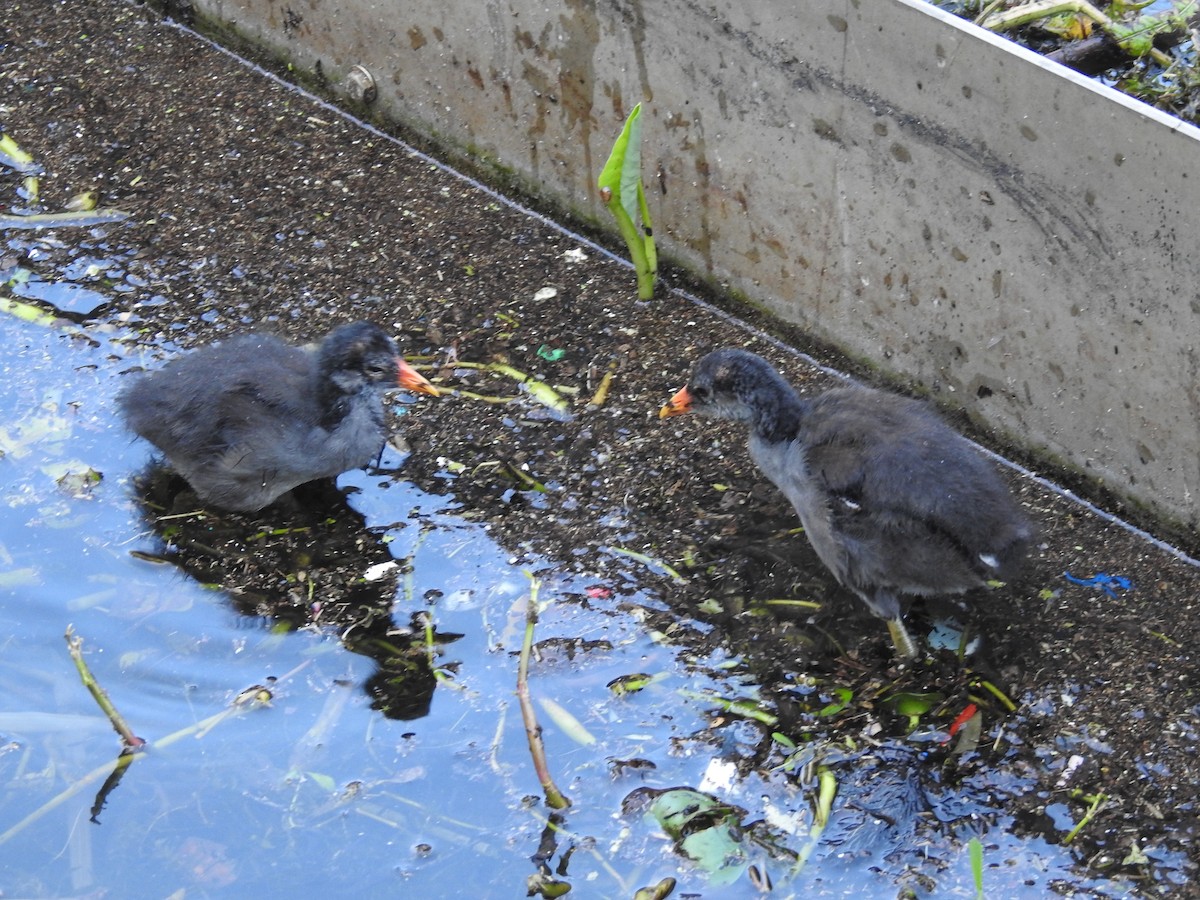 Gallinule d'Amérique - ML619678253