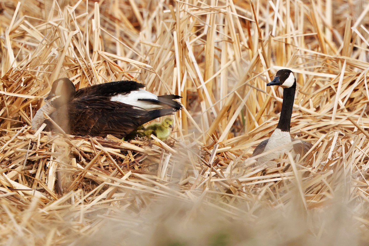 Canada Goose - ML619678260