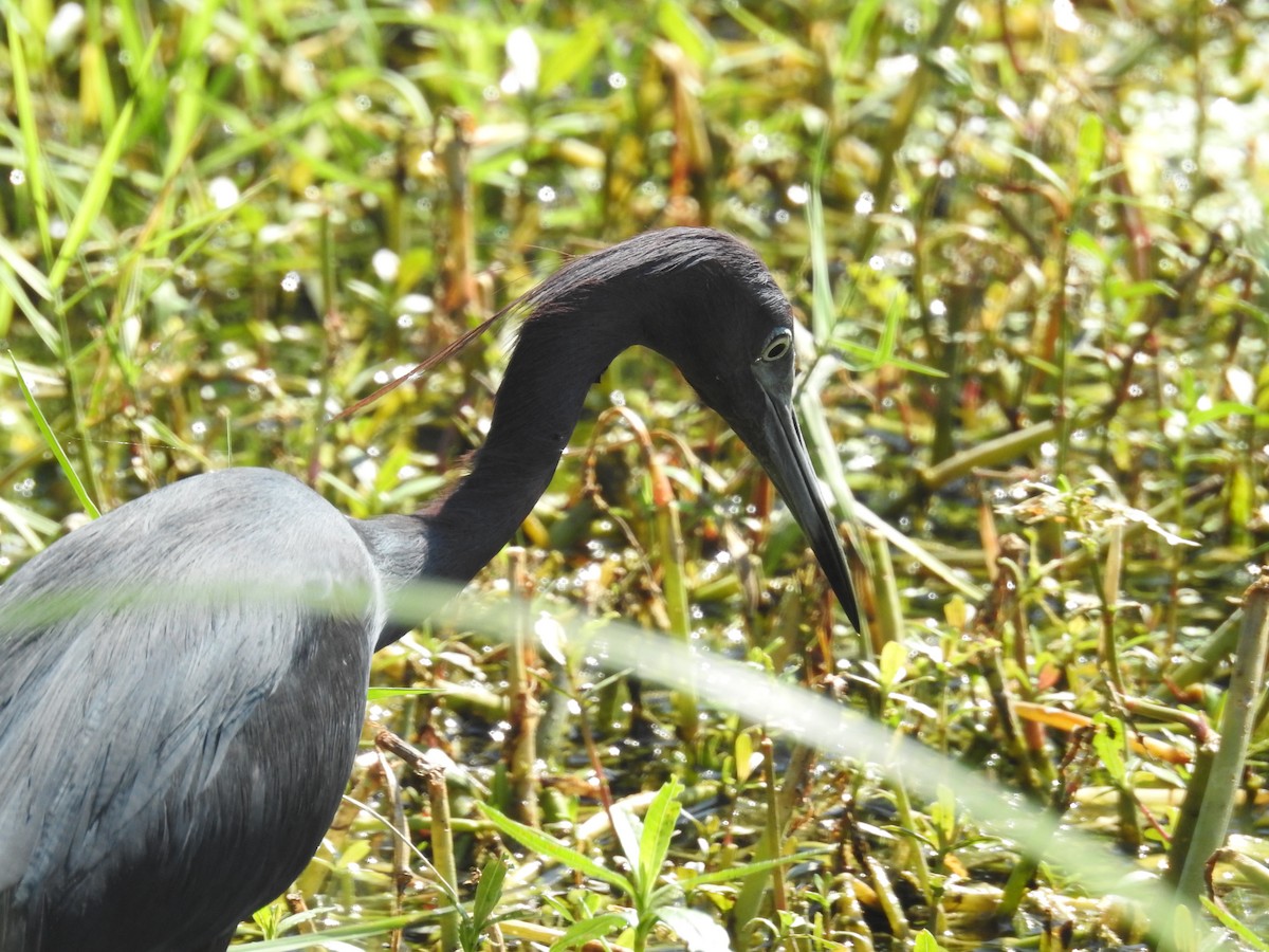 Little Blue Heron - Wendy Meehan