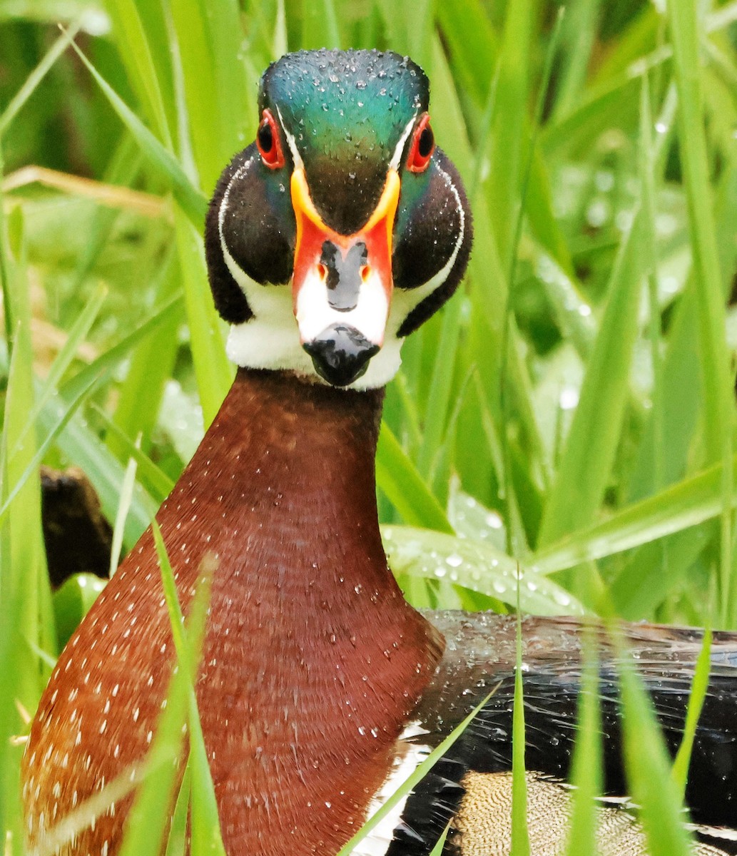 Wood Duck - ML619678280