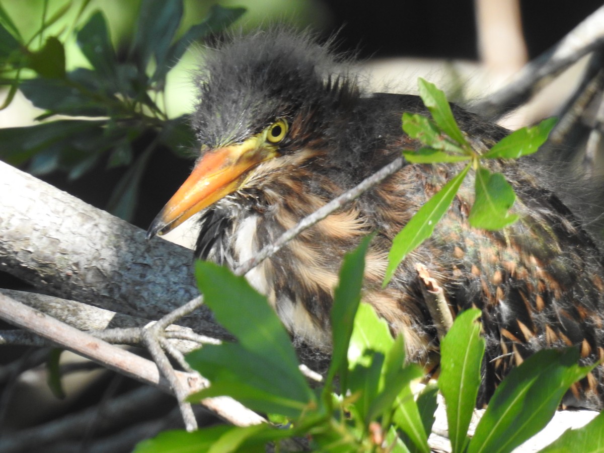 Green Heron - ML619678283