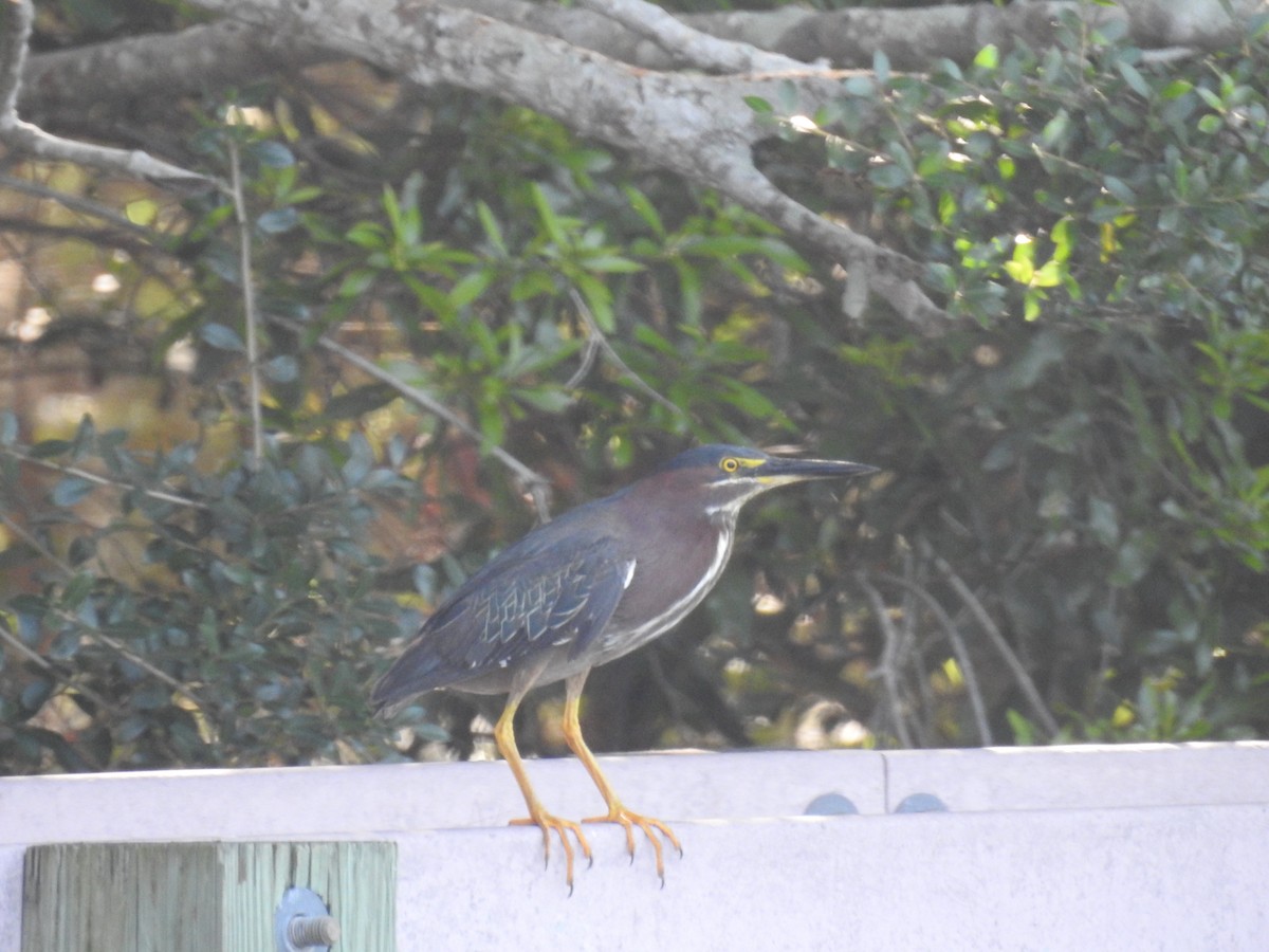 Green Heron - ML619678284