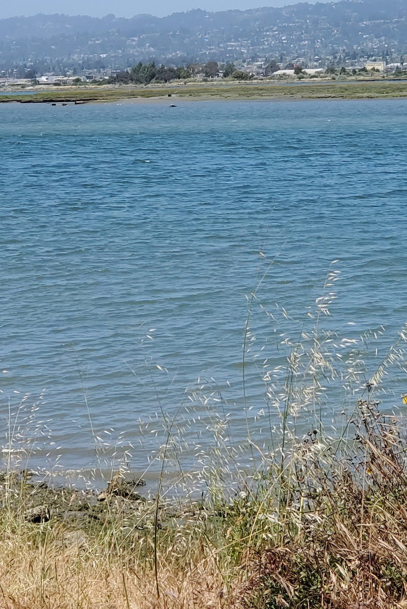 Bald Eagle - ML619678291