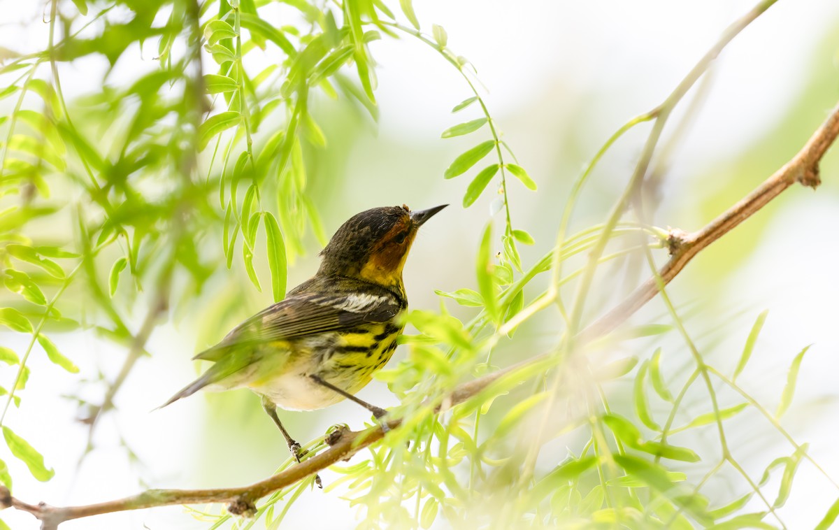 Cape May Warbler - ML619678295