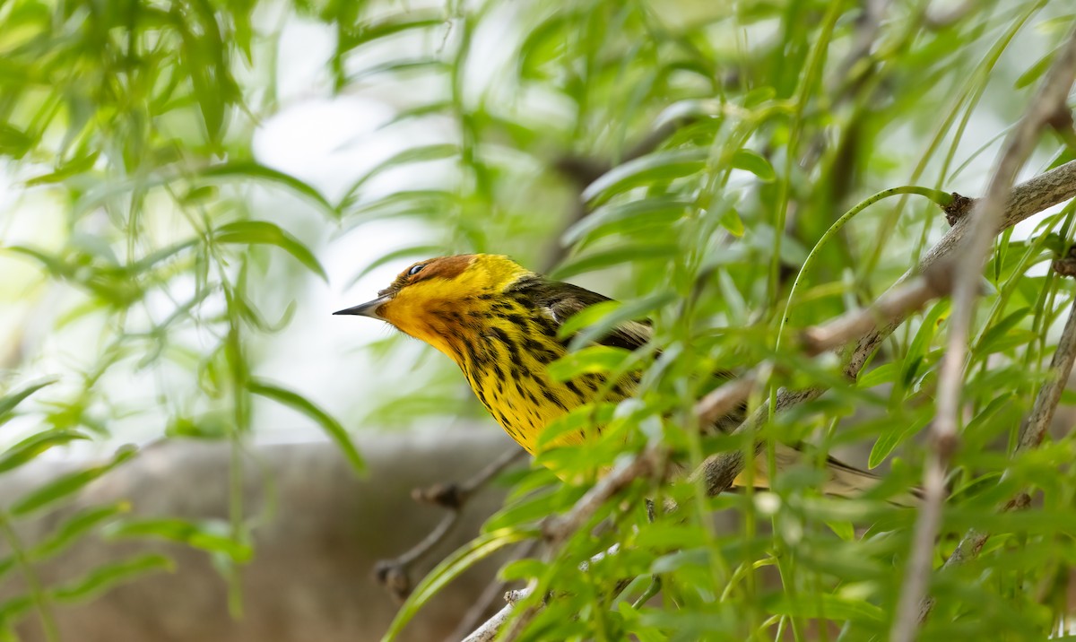 Cape May Warbler - ML619678304