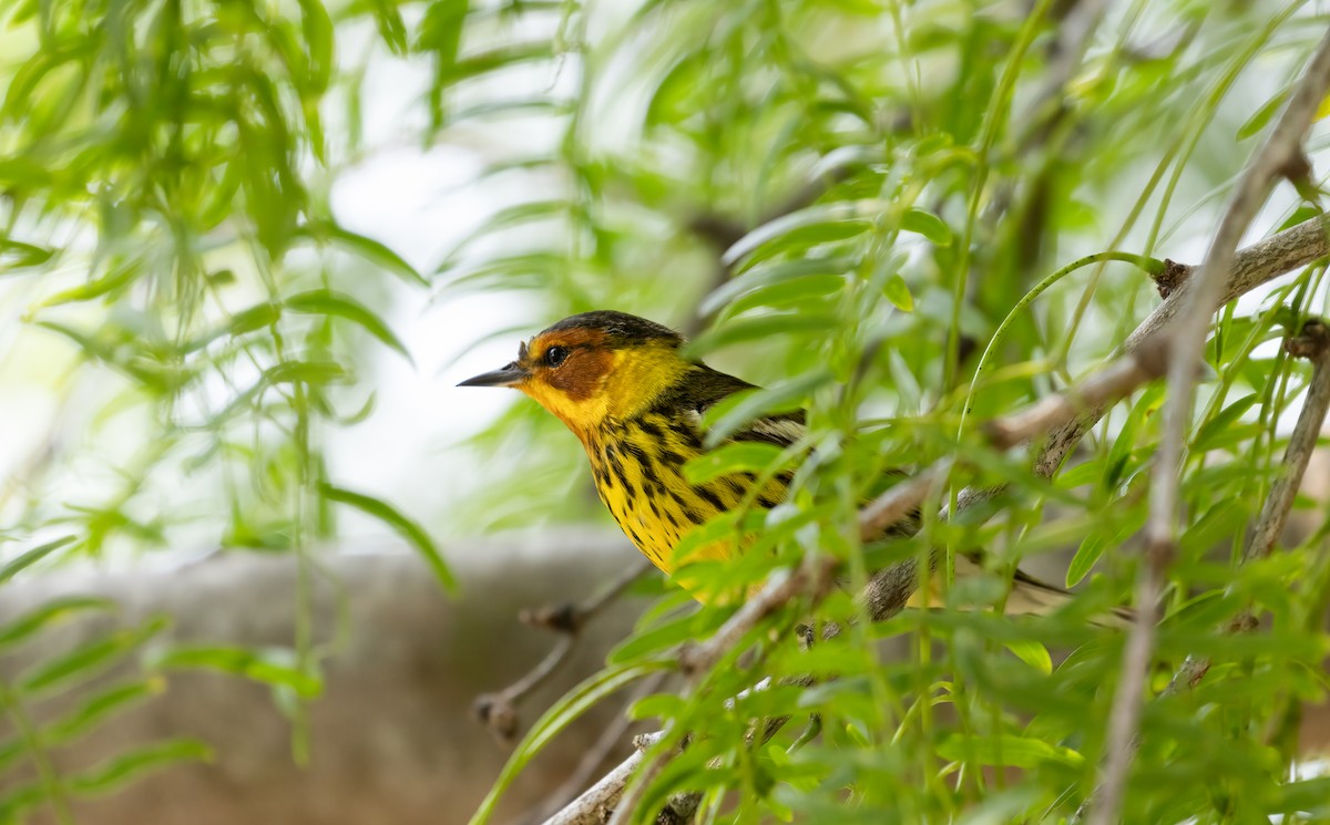 Cape May Warbler - ML619678308
