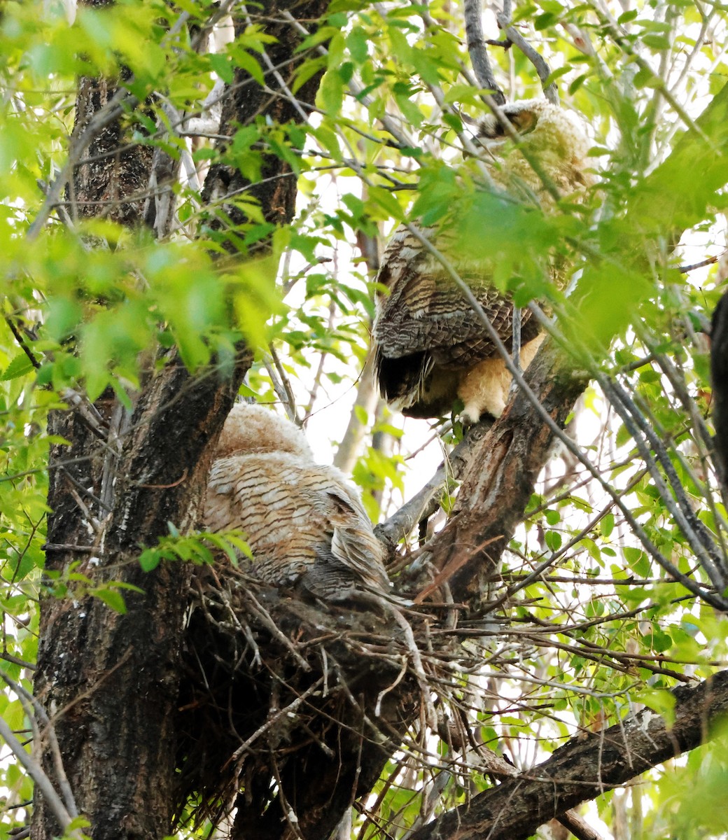 Great Horned Owl - ML619678315