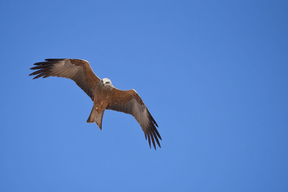 Black Kite - ML619678320