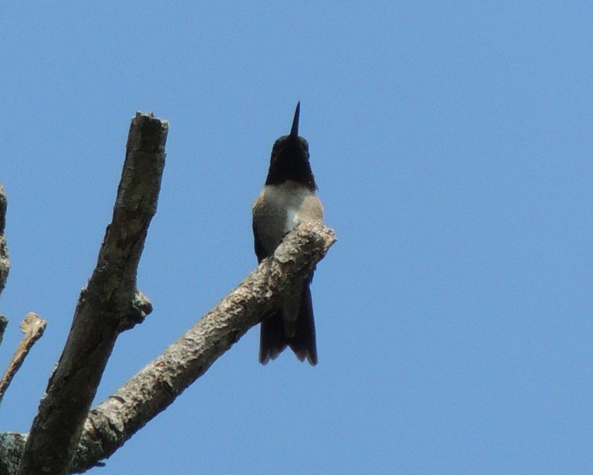 Ruby-throated Hummingbird - ML619678325
