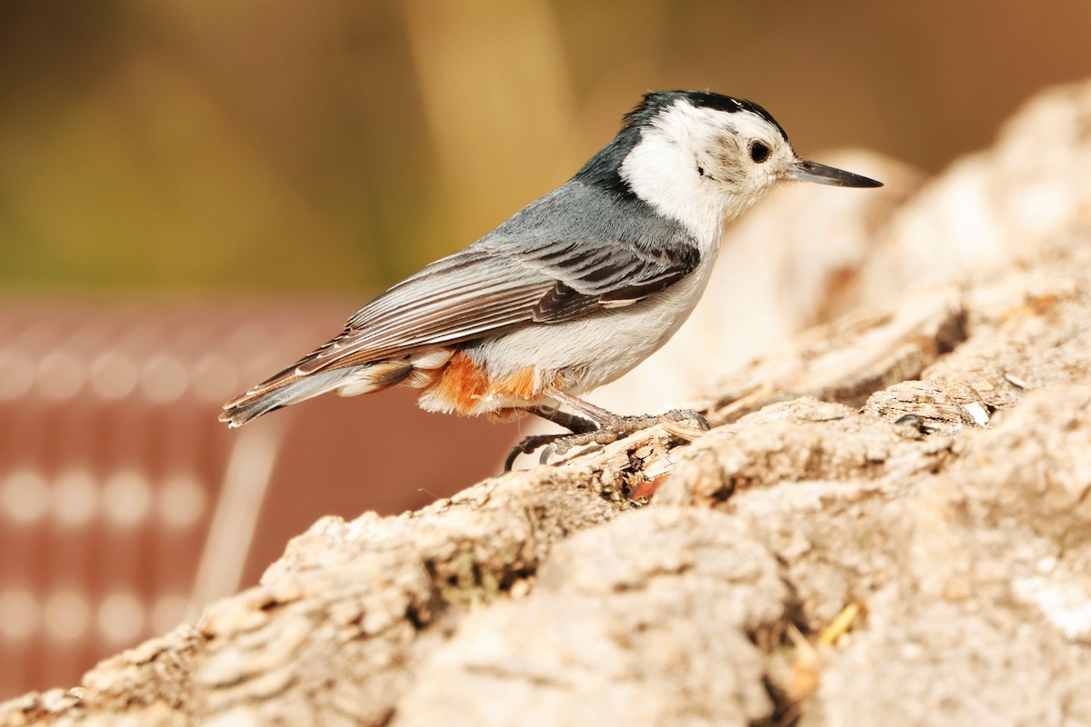 White-breasted Nuthatch - Risë Foster-Bruder
