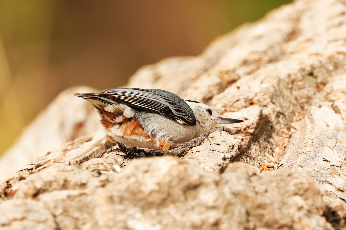 White-breasted Nuthatch - Risë Foster-Bruder