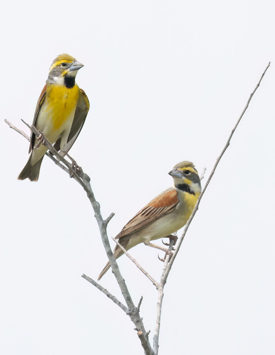 Dickcissel - ML619678339