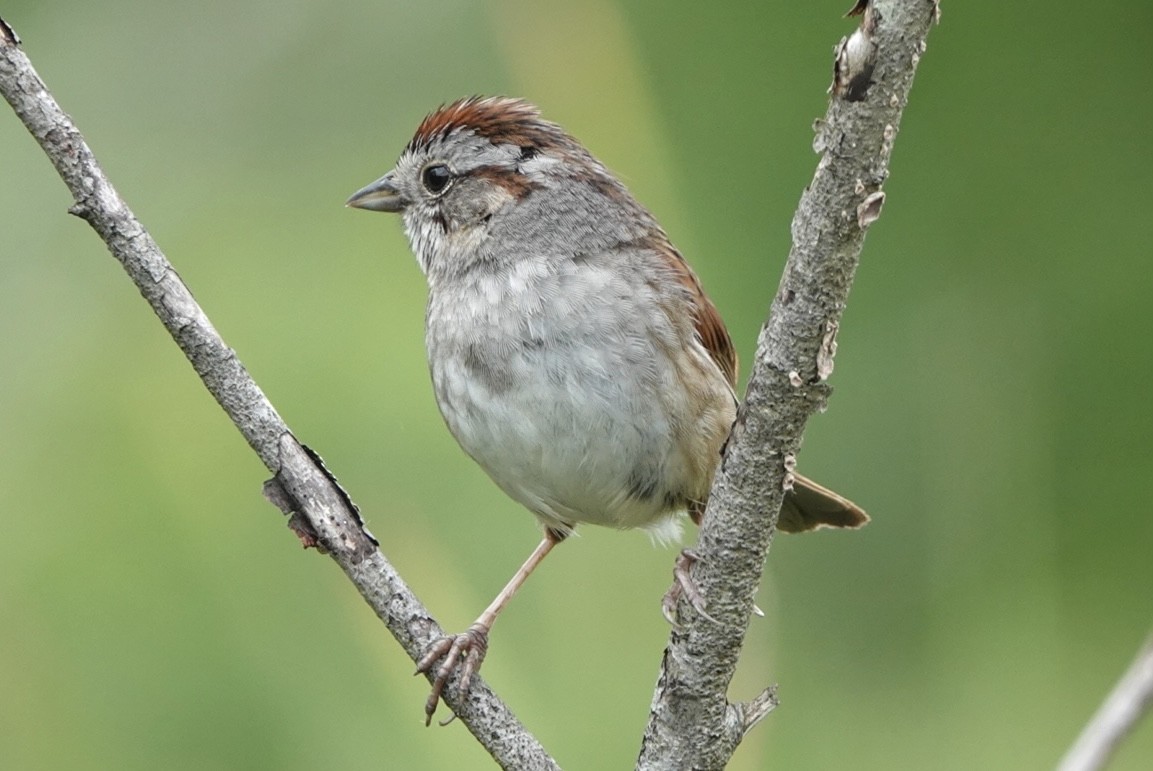 Swamp Sparrow - ML619678341
