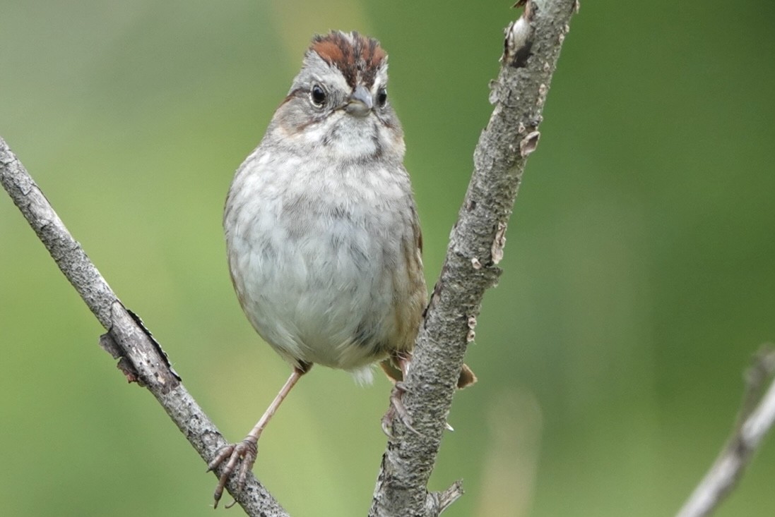Swamp Sparrow - ML619678343