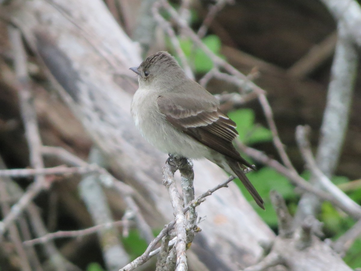 Western Wood-Pewee - ML619678359