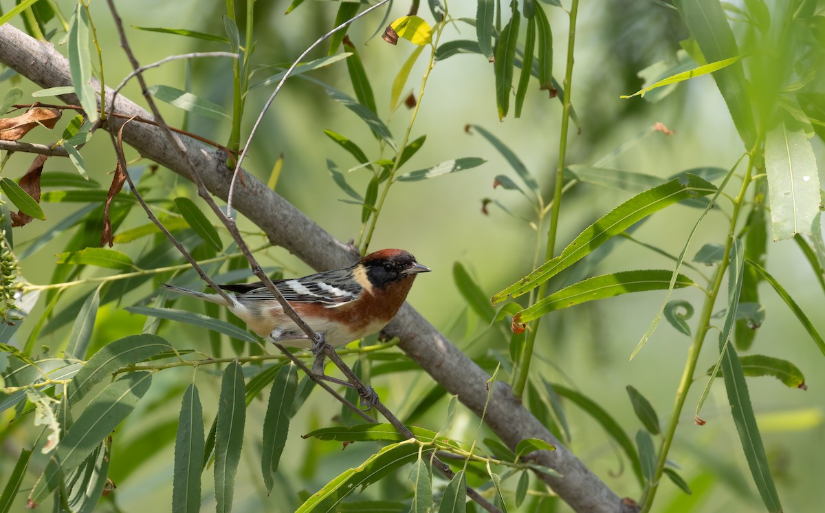 Bay-breasted Warbler - ML619678363