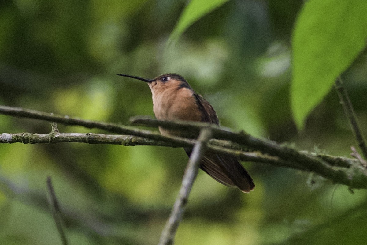 kolibřík pestroocasý - ML619678383