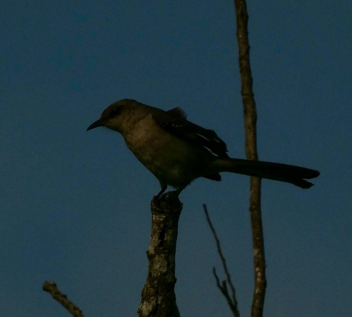 Northern Mockingbird - ML619678391