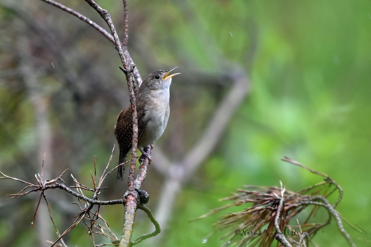 House Wren - ML619678392