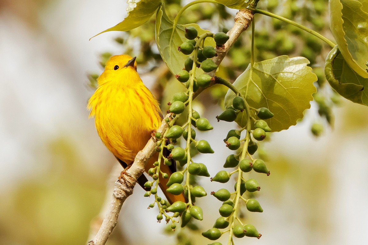 Yellow Warbler - ML619678394