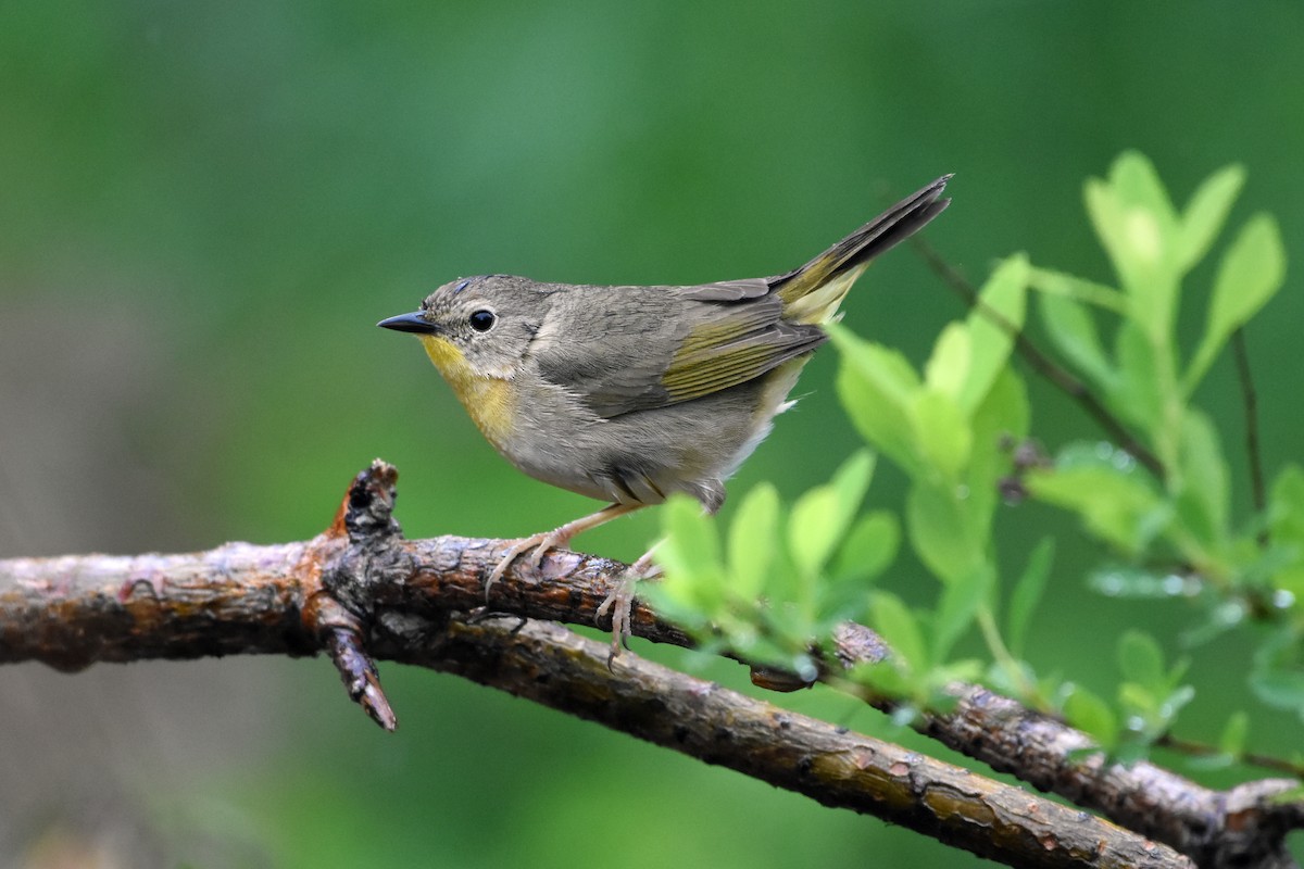 Common Yellowthroat - ML619678403