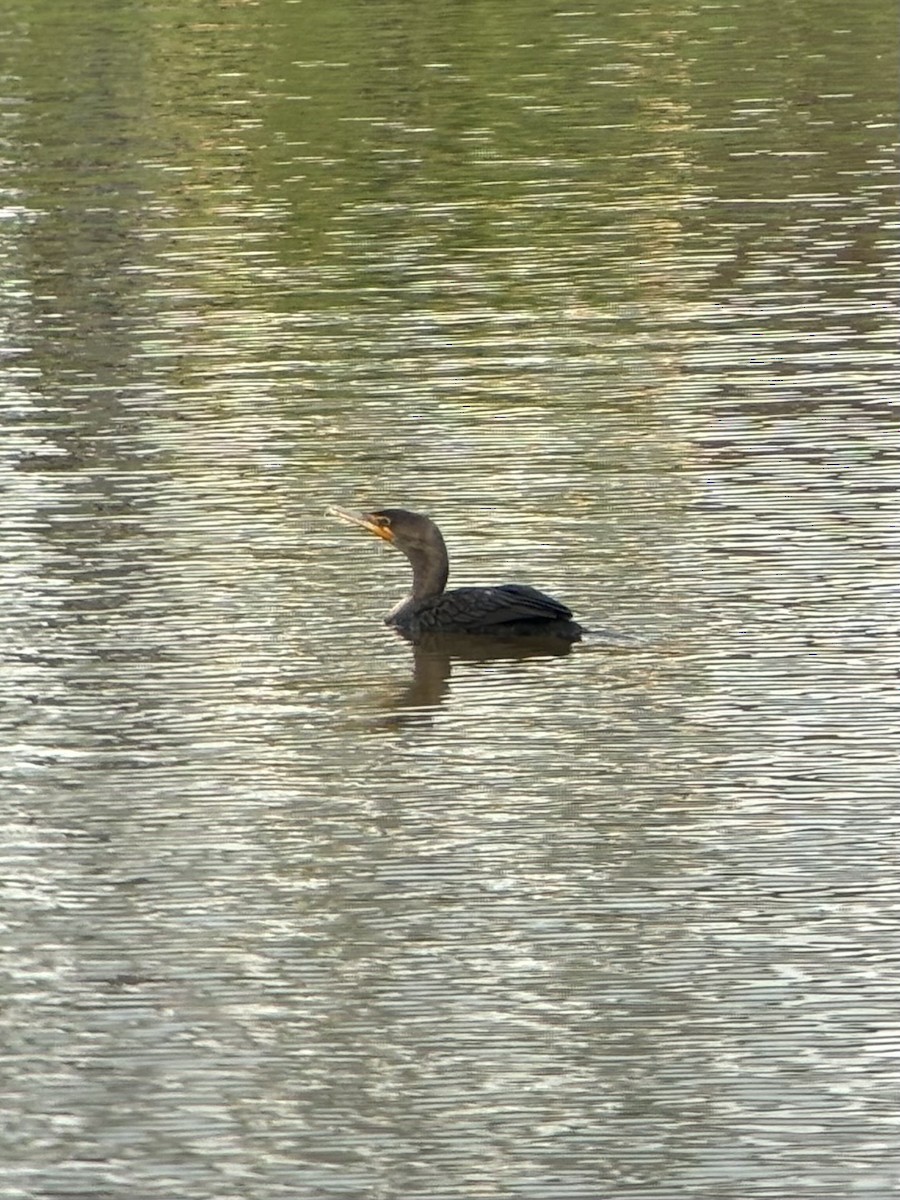 Double-crested Cormorant - ML619678412