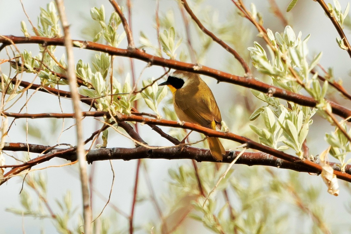 Common Yellowthroat - ML619678419