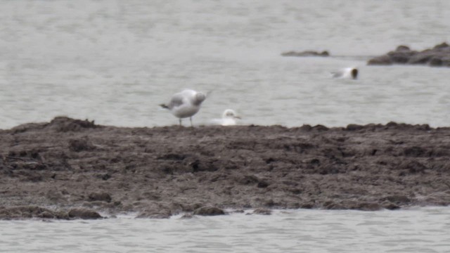 Gaviota Cabecinegra - ML619678433