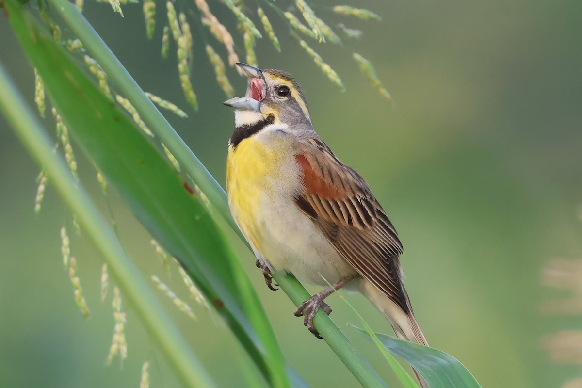 Dickcissel - ML619678437