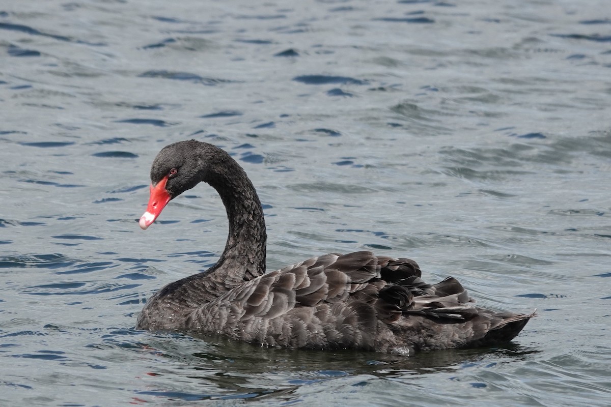 Black Swan - Roly Pitts